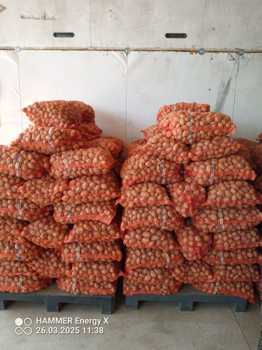 Ziemniaki  wielkości sadzeniaka soraya, królowa anna