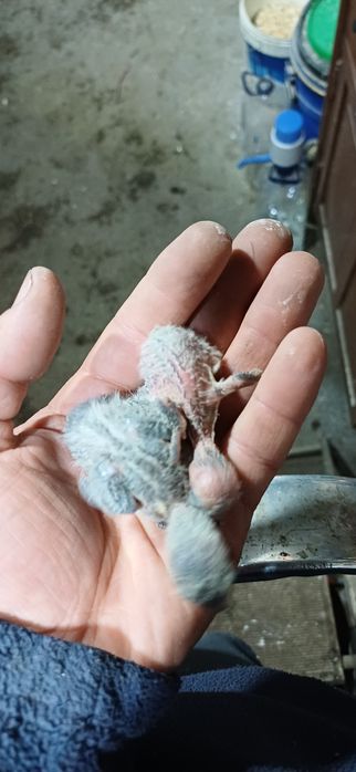 caturas  e  rosicollis  para Criar  a mão