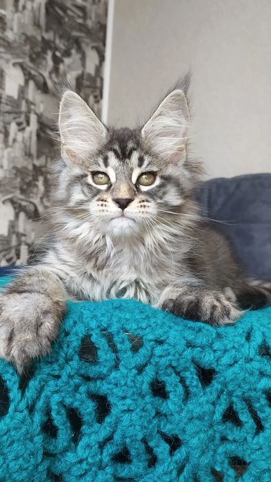 Мейн Кун кот для вязки