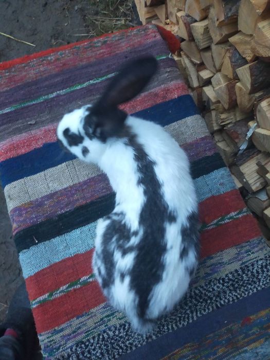 Робочий самець німецького строкача.  Кролі .