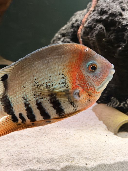 Pielęgnica Severum  red 12 szt