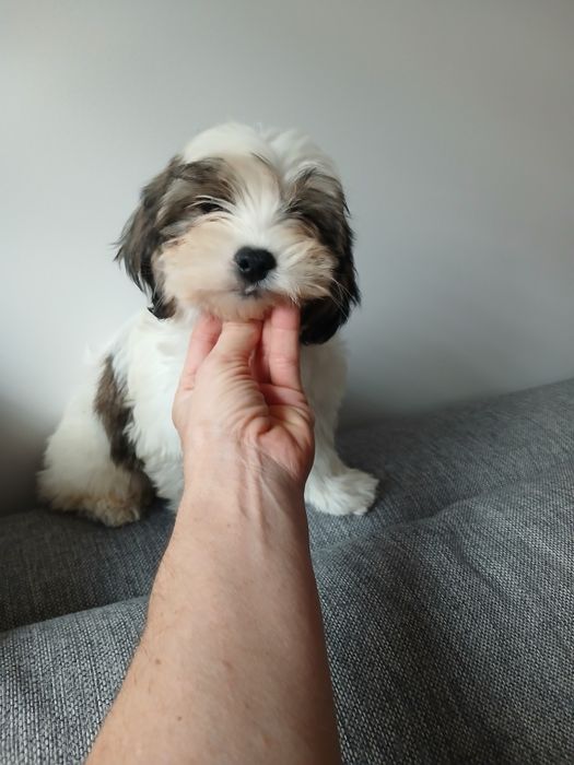 Chłopczyk MALSHI shih tzu maltanczyk