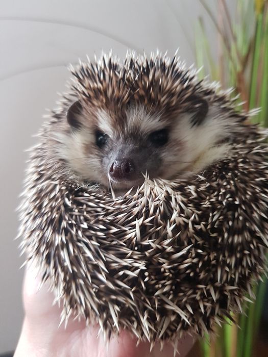 Jeż pigmejski Jeż afrykański