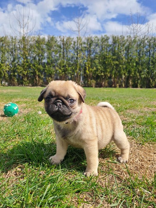 Cudowne zabawne mopsiki