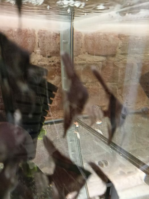 MISIEKZOO Pielęgnice - Skalary 8 odmian barwnych cena już od 7 zł