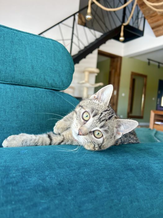 Borówka – młoda kotka,szuka  domu