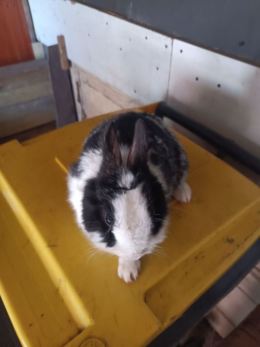 Sprzedam króliczki widoczne na zdjęciu.