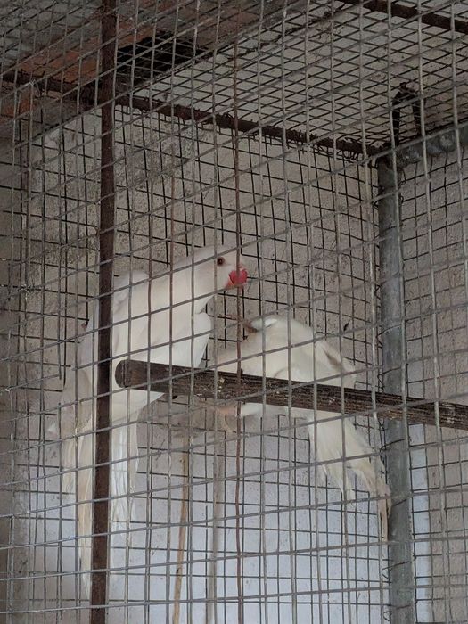 0.2 Ring Necks cedencia