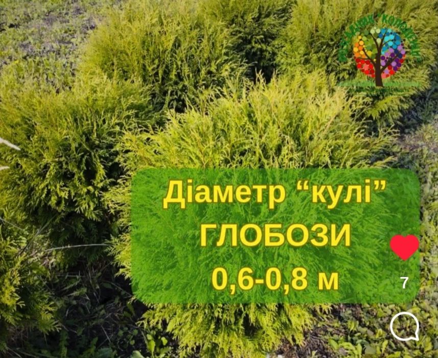 Туя західна Globosa (куля) , діаметр 60-80см - 450грн
