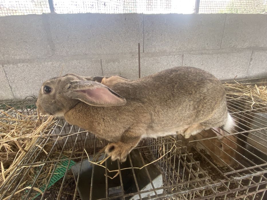 Coelhos para consumo ou reproduçao
