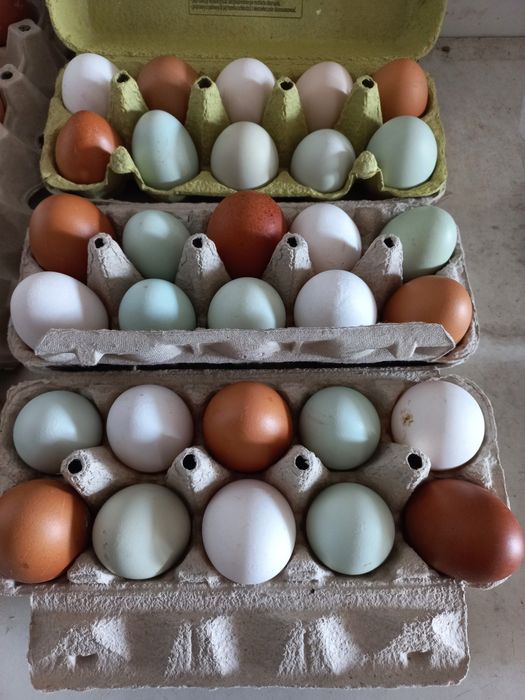 Jaja wiejskie z wolnego wybiegu, kolorowe