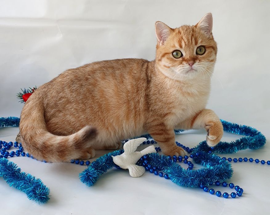 Киев котик 4 месяца британец клубный. Кошенята котята котенок