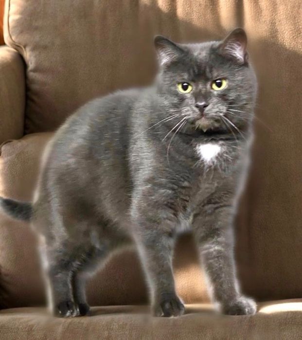 Персей шукає свій людину!