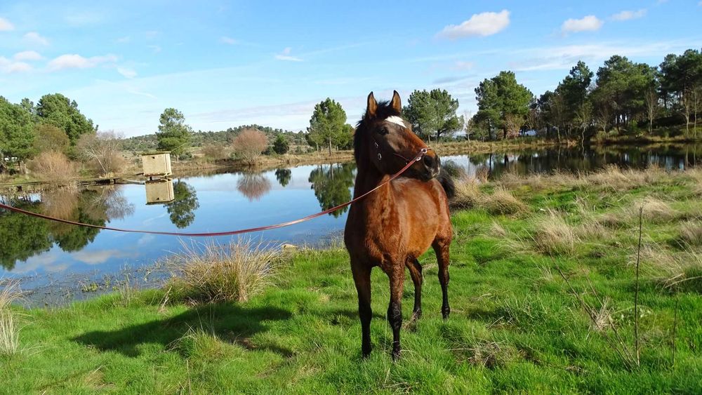 Poldro Livro Azul-Ussíles