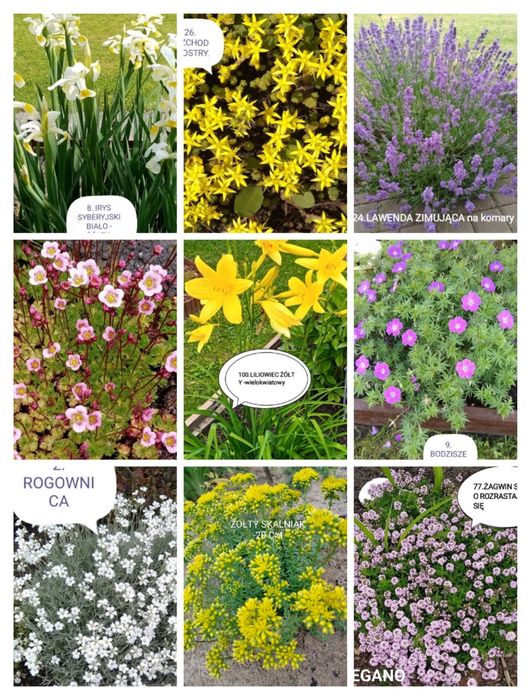 Sadzonki kwiatów wieloletnich i zimujących