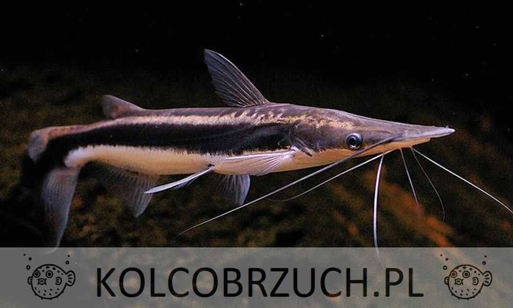 Sorubim szpachlogłowy - Sorubim lima - Platystoma - dowóz, wysyłka