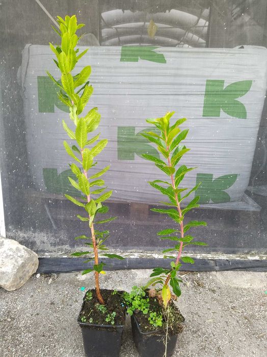 Medronheiros para plantação ou decoração