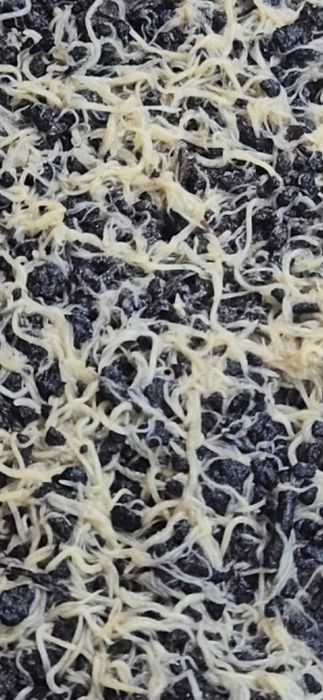 Albidus wazonkowiec 2x 120ml i 120 ml GRATIS