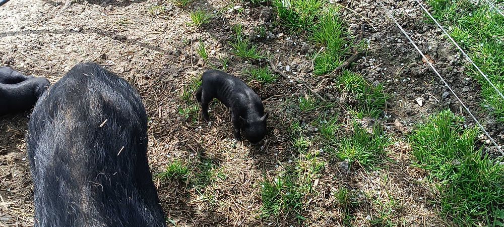 Porcos Vietnamitas - Pretos