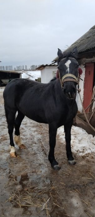 Продам кобилу..3років