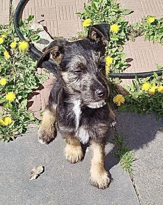 Цуценя хлопчик шукає дім