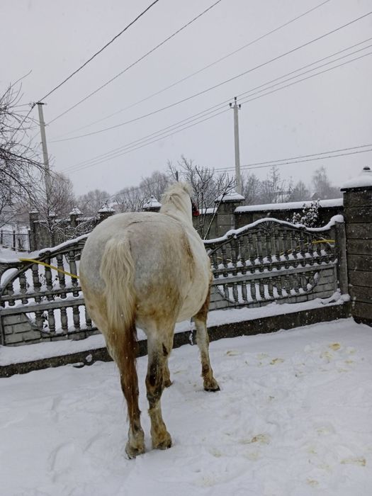 Продам хорошого робочого коня