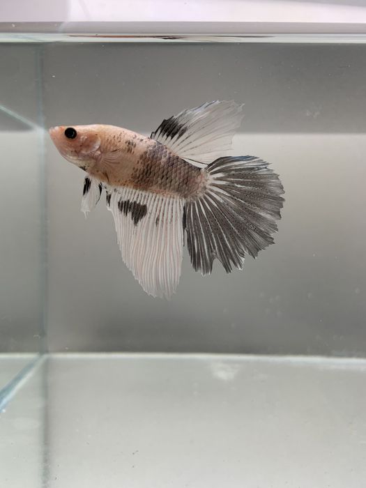 Вуалеві півники