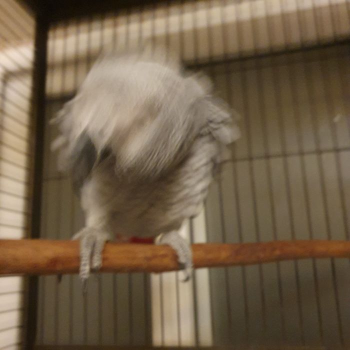 Клетка для большого попугая жако с жильцом девочкой