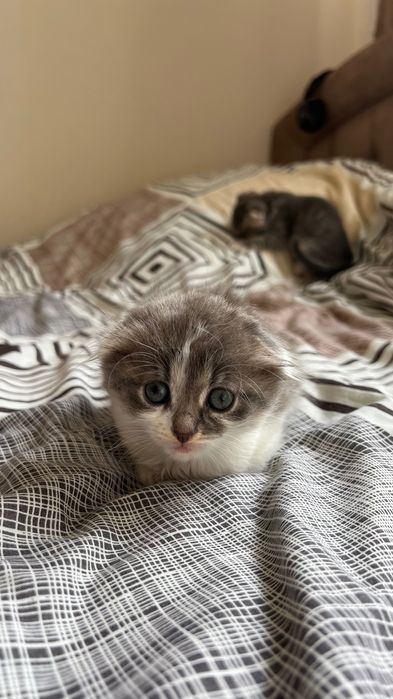 Продаю кошеняток
