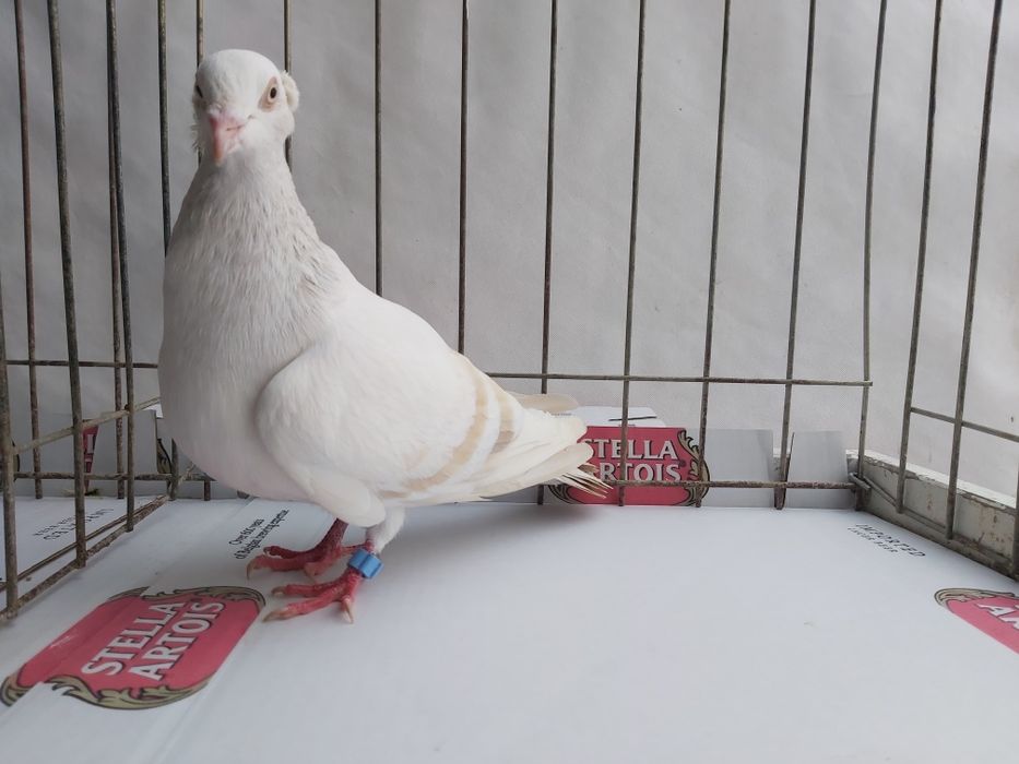 Gołębie Jasne Masłowe