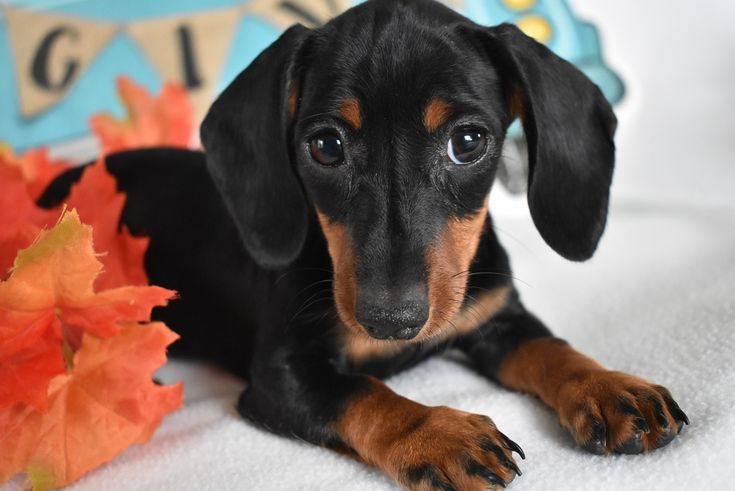 Веселе щеня такси чекає на тебе!