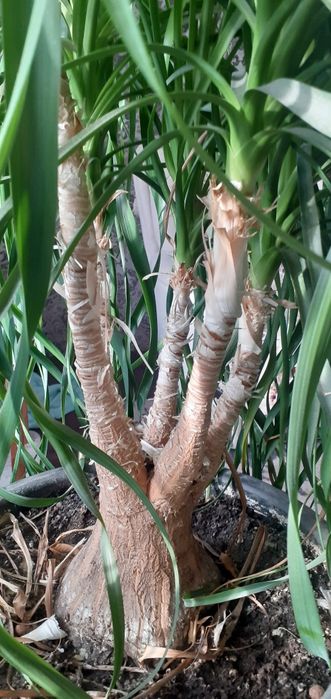 Бокарнея Нолина пляшкове дерево