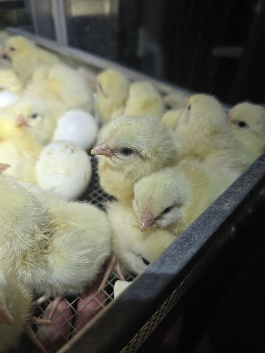 Kurczęta leghorn, leghorny