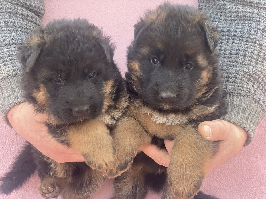 Шукають найкращі родини