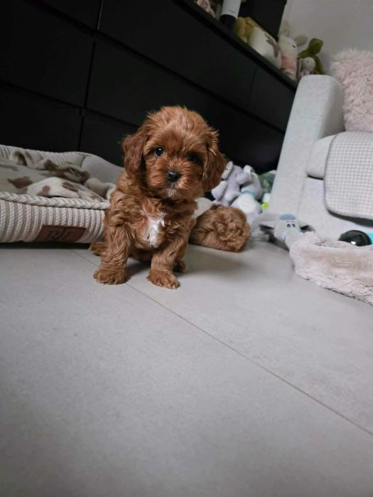 Cavapoo Chłopczyk