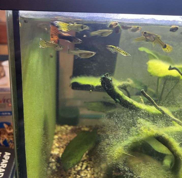 Guppys para venda