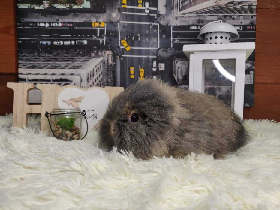 Króliczki Karzełki Teddy. Piękne, zdrowe maluszki do rezerwacji.