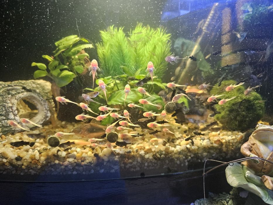 Zbrojniki - glonojady