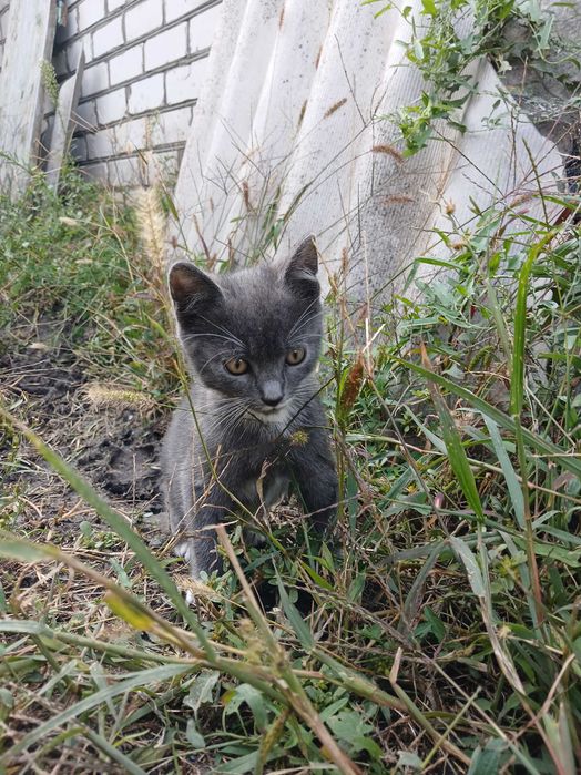 Віддам кошенят в хороші руки!
