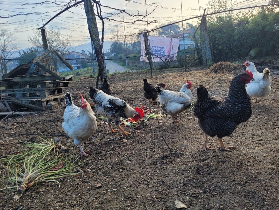 Ovos Galinha Caseiros M-L