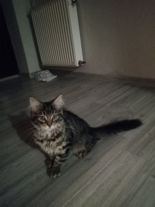 Kocurek Syberyjski Ciemno brązowy pręgowany