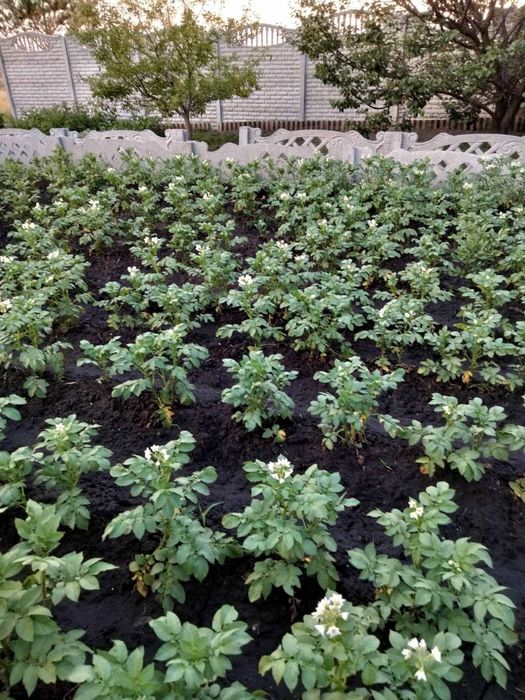 Дача в сад.общ. Эдем. Рад село