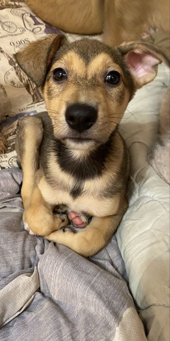 Лютер в пошуках родини