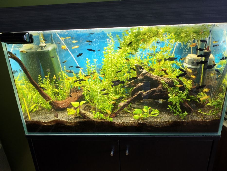 akwarium 160l optiwhite z osprzętem i szafką