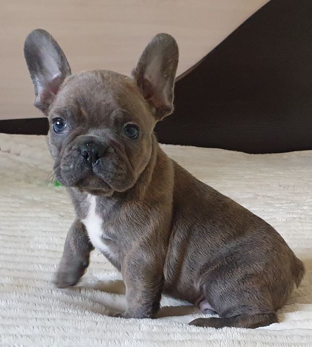 Супер генні французики