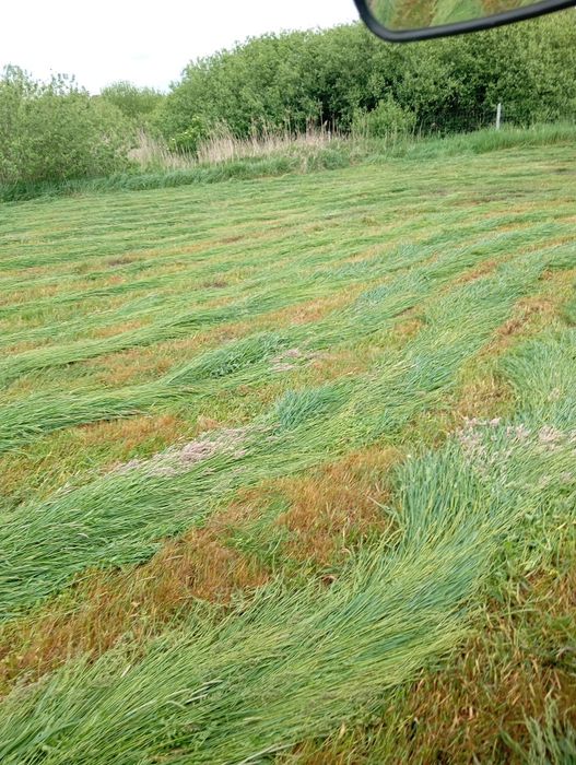 Oddam trawę na kiszonkę z pierwszego pokosu