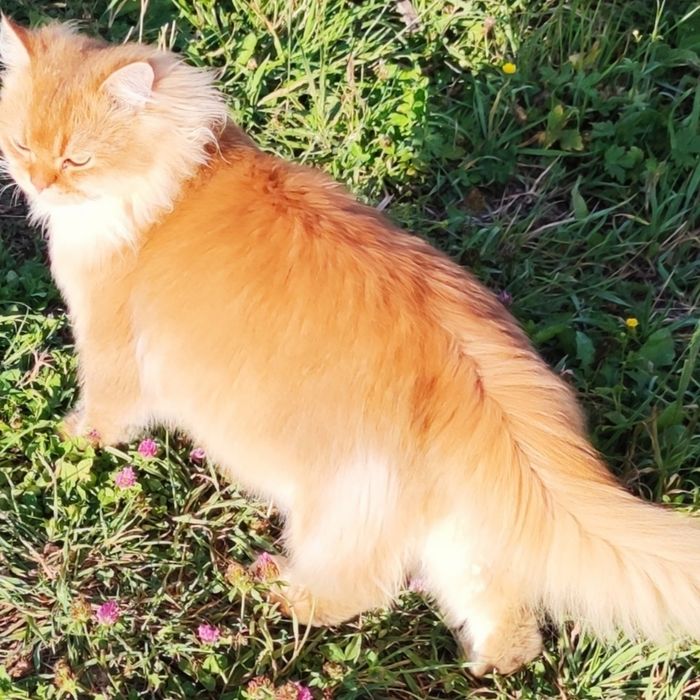 Кіт британець золота шиншила. В'ЯЗКА