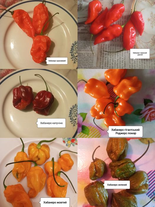 Насіння гострого перцю. Частина 2