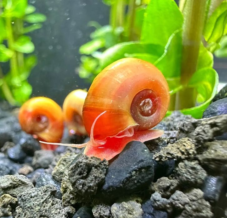 Caracóis Ramshorn
