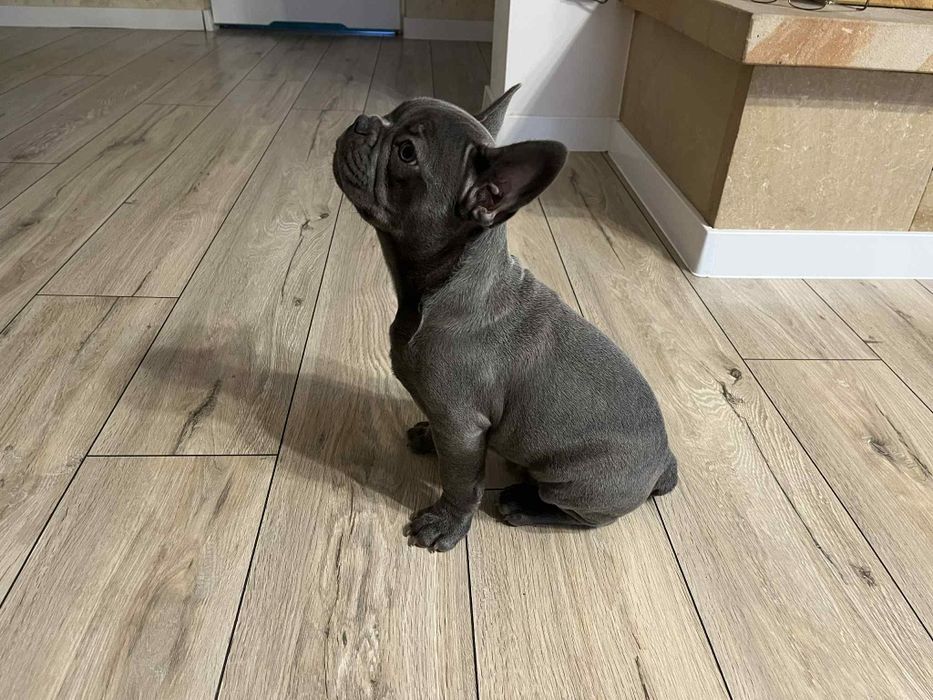 Buldog francuski blue szczeniak gotowy do odbioru